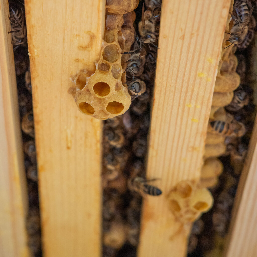 Spielnäpfchen im Bienenstock