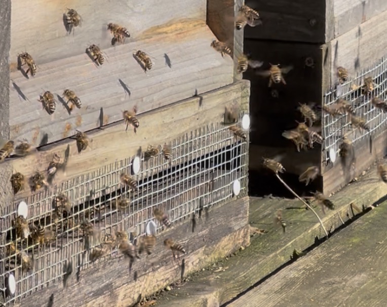 Bienen vor dem Bienenstock