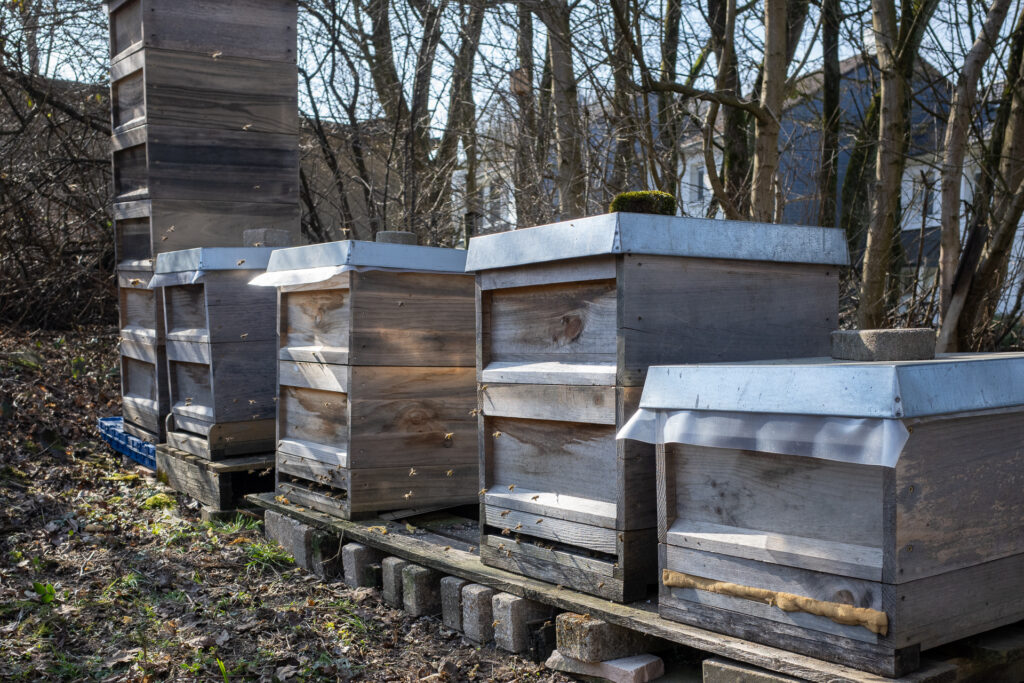 Bienenstand mit Flugbienen